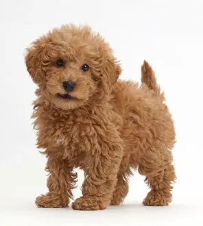 Puppies Collection: Red Toy labradoodle puppy standing