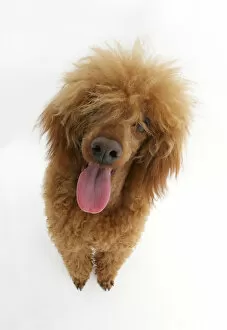 Red toy Poodle, Reggie, looking up