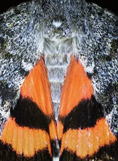 Lepidoptera Prints: Red underwing (Catocala nupta) moth, portrait, Poland. August