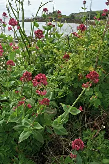 Alien Species Prints: Red valerian (Centranthus ruber) in flower