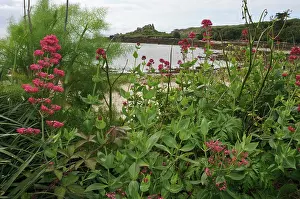 Alien Species Prints: Red valerian (Centranthus ruber) in flower