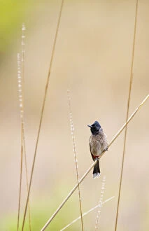Images Dated 27th March 2009: Red-vented bulbul (Pycnonotus cafer) Bandhavgarh National Park, India, March