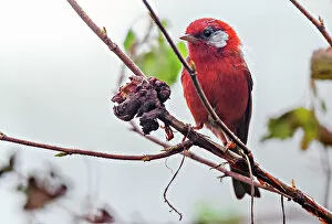 January 2023 Highlights Gallery: Red warbler (Cardellina rubra) perched on branch. Milpa Alta forest, outskirts of Mexico City