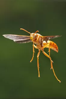 Images Dated 12th August 2009: Red wasp (Polistes carolina) in flight Lamar County, Texas, USA Controlled conditions