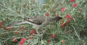 Anthochaera Gallery: Red wattlebird (Anthochaera carunculata) nectaring on Grevillea (Grevillea preissii)