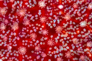 The red and white surface details, including the gills, of a sunstar (Crossaster papposus The red and white surface details, including the gills, of a sunstar (Crossaster papposus