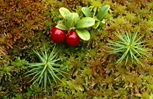 Berries Prints: Red whortleberry / Cowberry {Vaccinium vitis-idaea} growing amongst sphagnum moss