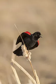 Agelaius Gallery: Red winged blackbird (Agelaius phoeniceus) male singing, Bozeman, Montana, USA. April