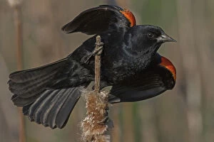 Agelaius Gallery: Red-winged blackbird (Agelaius phoeniceus) male in territorial display, Virginia, USA