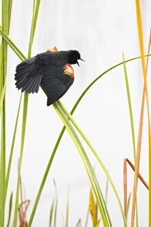 Red-winged Blackbird (Agelaius phoeniceus) male displaying in cattail marsh, Viera Wetlands