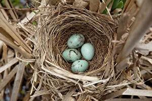 Images Dated 14th July 2014: Red-winged blackbird (Agelaius phoeniceus) nest containing four eggs, in cattail marsh, New York