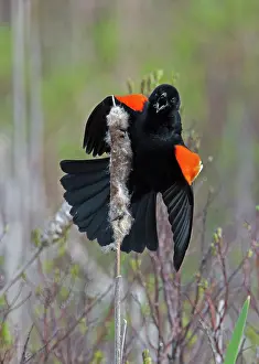 Scrubland Prints: Red-winged blackbird (Agelaius phoeniceus) male in breeding plumage