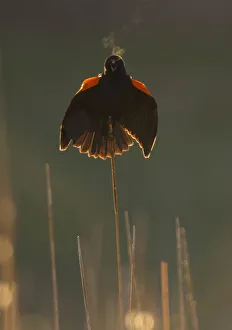 Red-winged blackbird (Agelaius phoeniceus) male calling and displaying, backlit, showing