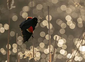 Red-winged Blackbird (Agelaius phoeniceus) male calling / displaying, Ithaca, New York, USA