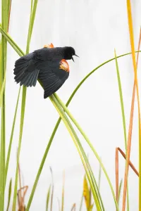 Agelaius Prints: Red-winged Blackbird (Agelaius phoeniceus) male displaying in cattail marsh