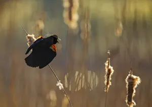 Red-winged Blackbird (Agelaius phoeniceus) male displaying in cattail marsh, backlighting