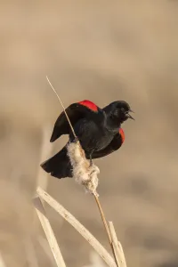 Red winged blackbird (Agelaius phoeniceus) male singing, Bozeman, Montana, USA. April