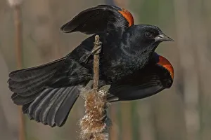 Red-winged blackbird (Agelaius phoeniceus) male in territorial display, Virginia, USA