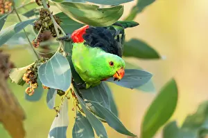 True Parrot Prints: Red-winged parrot (Aprosmictus erythropterus) male feeding on seed pods of a Clubleaf wattle (Acacia hemignosta)