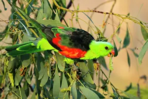 True Parrot Prints: Red-winged parrot (Aprosmictus erythropterus) male feeding on Clubleaf wattle (Acacia hemignosta) seed pods