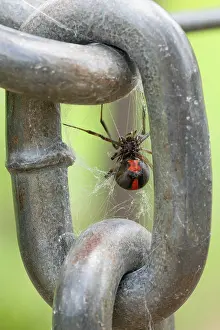 Aposematism Prints: Redback spider (Latrodectus hasselti) female