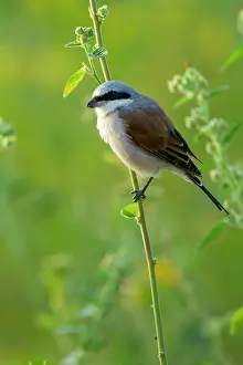Private Reserve Prints: Redbacked shrike (Lanius collurio) perched on plant stem