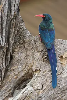 Bucerotiformes Prints: Redbilled woodhoopoe (Phoeniculus purpureus) perched at nest hole in tree