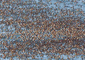Lakes Prints: Redhead ducks (Aytha americana) with a few Ring-necked ducks (Aytha collaris) mixed in