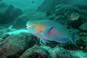 Galapagos Prints: Redlip parrotfish (Scarus rubroviolaceus) swimming in the shallows surrounding Darwin's Arch