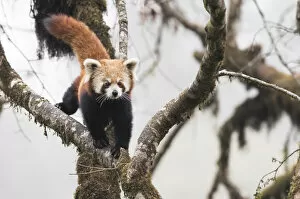 Ailurus Fulgens Gallery: Redpanda (Ailurus fulgens) walking along branch of tree in the typical cloud forest