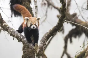 Redpanda (Ailurus fulgens) walking along branch of tree in the typical cloud forest