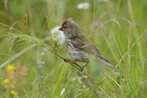 Fringillidae Prints: Redpoll (Acanthis flammea) perched among grass feeding on seeds, Varanger, Norway. July