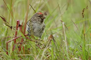 Fringillidae Prints: Redpoll (Acanthis flammea) perched among grass feeding on seeds, Varanger, Norway. July