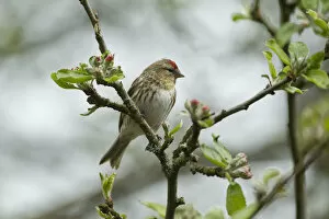 2020VISION 2 Gallery: Redpoll (Carduelis flammea) adult male perched. Wales, UK, May