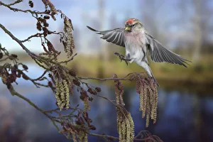 Focus On Foreground Prints: Redpoll (Carduelis flammea) male landing on Alder (Alnus glutinosa) Surrey, England