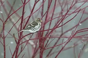Redpoll (Carduelis flammea) perched on a branch in snow. Breton Marsh, French Atlantic Coast