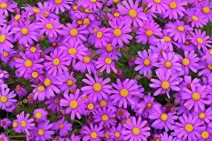 Bretagne Prints: Redpurple tagwort (Senecio elegans) in flower, Amiets beach, Finistere, France. April