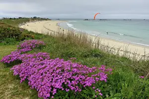 Bretagne Prints: Redpurple tagwort (Senecio elegans) in flower on coast with beach and windsurfer in background