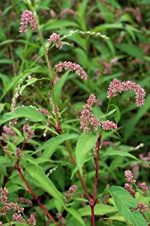 Buckwheat Prints: Redshank (Persicaria maculosa) in flower, Westhumble, Surrey, England, UK. August