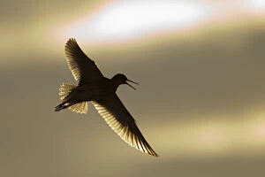 Images Dated 14th June 2012: Redshank (Tringa totanus) calling in flight, Outer Hebrides, Scotland, UK, June