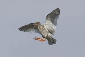 Redshank (Tringa totanus) in flight, Outer Hebrides, Scotland, UK, June