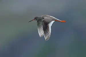 Varanger Prints: Redshank (Tringa totanus) in flight, Varanger, Norway. July
