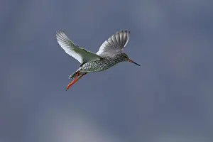 Varanger Prints: Redshank (Tringa totanus) in flight, Varanger, Norway. July