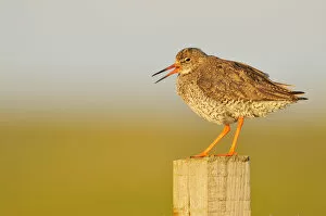 Images Dated 13th June 2012: Redshank (Tringa totanus) perched on a fence post, vocalising, Balranald RSPB reserve