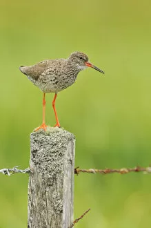 Images Dated 13th June 2012: Redshank (Tringa totanus) perched on a fencepost, vocalising, Balranald RSPB reserve