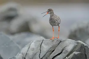 Speckled Prints: Redshank (Tringa totanus) perched on a rock calling, Varanger, Norway. July