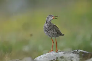 Calling Prints: Redshank (Tringa totanus) perched on a rock calling, Varanger, Norway. July