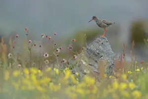Speckled Prints: Redshank (Tringa totanus) perched on a rock with yellow flowers in foreground