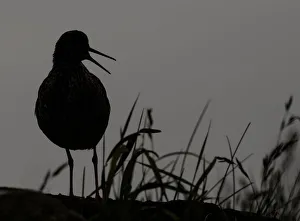 Redshank (Tringa totanus) silhouetted, Iceland, June