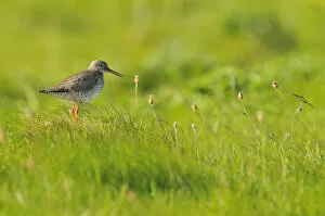 Redshank (Tringa totanus) vocalising, Balranald RSPB reserve, North Uist, Outer Hebrides